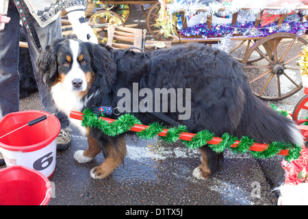 Berner Sennenhund ziehen einen Karren durch den Marktplatz für die Christmas Day Parade in Buckingham Canis Lupus familiaris Stockfoto