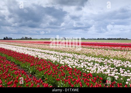 farbenfrohe Tulpenfelder in niederländischen Bauernhof im Frühjahr Stockfoto