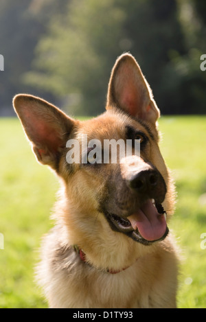 junge Deutsche Schäferhunde sitzen auf dem Rasen im Park und mit Aufmerksamkeit suchen Stockfoto