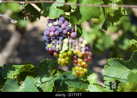 Reifen Trauben am Rebstock kurz vor der Weinlese Stockfoto