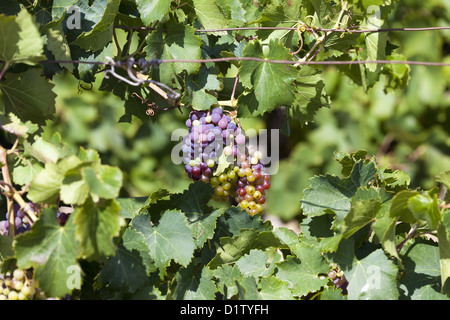 Reife Trauben und Weinlaub am Rebstock kurz vor der Weinlese Stockfoto