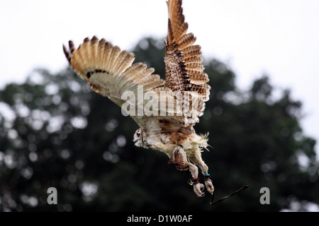 Eule während der Vogel-Anzeige an der Romsey Show. Stockfoto