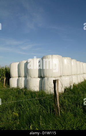 Nasingen, Deutschland, Ballen sind umhüllt von einem weißen Blatt auf einer Wiese Stockfoto