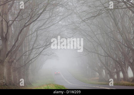 Die berühmte Avenue des Buche Bäume in der Nähe von Badbury Rings, in Nebel gehüllt. In 1835, verwendet, um die Zufahrt zum Haus in der Nähe Kingston Lacy bilden Bäume gepflanzt. Stockfoto