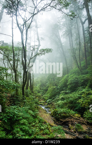 Die schöne Szene des tropischen Regenwaldes im Doi Inthanon Nationalpark, Thailand. Stockfoto