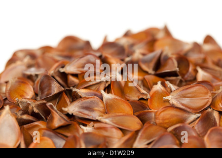 verschüttete Samen mit Buche Obst auf weißem Hintergrund Stockfoto