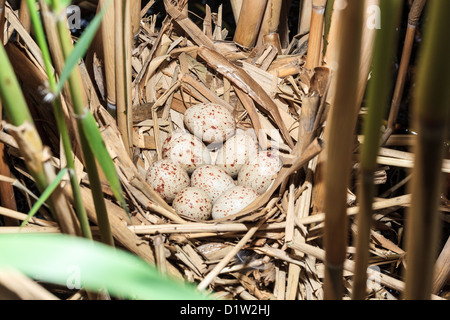 Gallinula Chloropus, Teichhuhn. Nest eines Vogels mit Eiern in der Natur. Stockfoto