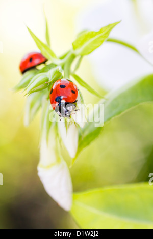 Marienkäfer auf Blume, am frühen Abend Sonnenlicht und leuchtenden Farben Stockfoto