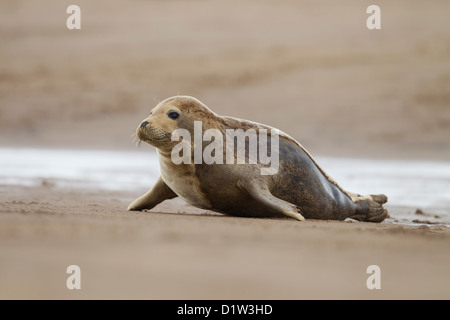 Gemeinsamen Seal Pup (Phoca Vitulina) - UK Stockfoto