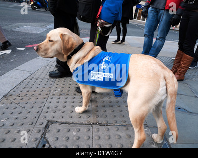 Hund Welpe sehend Auge Hunde in der Ausbildung mit Menschen stehen auf einem Bordstein auf Bishopsgate Straße Ecke in London England UK KATHY DEWITT Stockfoto