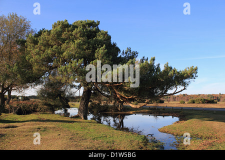 Whitemoor Teich im New Forest Nationalpark Hampshire England UK Stockfoto