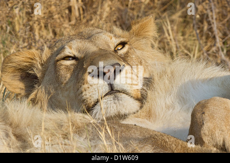 Nahaufnahme eines jungen männlichen Löwen (Panthera Leo) sonnen sich im frühen Morgen Sonne, Moremi, Okavangodelta, Botswana Stockfoto