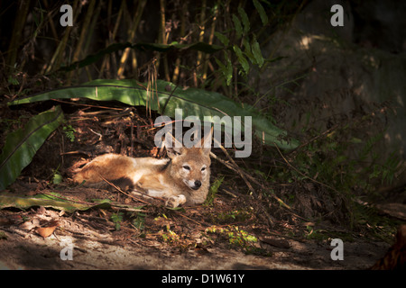 Ruhenden Goldschakal im dunklen Wald Stockfoto