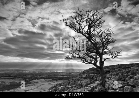 Schwarz / weiß Landschaftsbild von einem einsamen Weißdorn Baum auf Twistleton Narben in der Nähe von Ingleborough in den Yorkshire Dales. Stockfoto