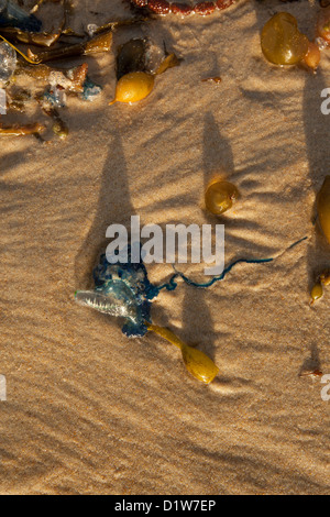 Schmeißfliegen und Seegras angeschwemmt am Strand bei Sonnenaufgang. Stockfoto