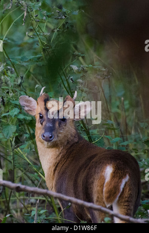 Muntjak Buck in thetford Stockfoto
