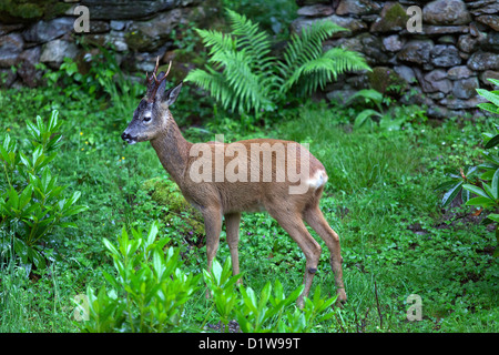 Erwachsenen Reh Bock mit guter Geweih in Cumbria, Lake District, England Stockfoto