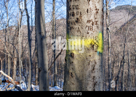 Blaze Trail entlang der Klippe Frankenstein in den White Mountains, New Hampshire, USA Stockfoto