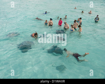 Schwimmen mit Stachelrochen, Stingray City Sandbank, Grand Cayman, British West Indies Stockfoto