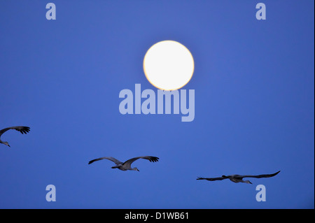 Sandhill Crane (Grus canadensis) fliegen, um über Nacht Rastplätze Teiche, Bosque Del Apache National Wildlife Refuge, New Mexico, USA Stockfoto