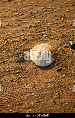 Sanddollar am Strand, La Conchita Beach in der Nähe von Carpinteria, Kalifornien, Vereinigte Staaten von Amerika Stockfoto