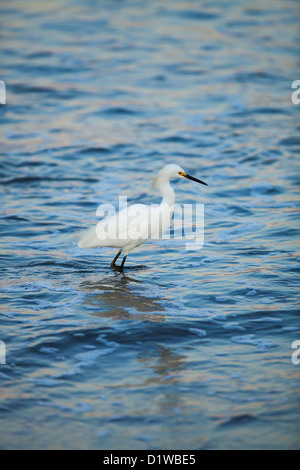 snowy egret, Egretta thula, feeding on sand crabs, sandbar at entrance of harbor, Santa Barbara, California Stockfoto