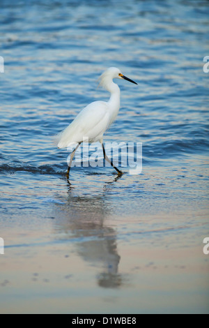 Snowy Reiher, Egretta unaufger, Fütterung auf Sand Krebse Sandbank am Eingang des Hafens, Santa Barbara, Kalifornien Stockfoto