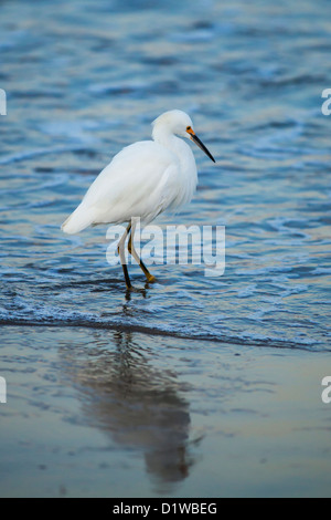 Snowy Reiher, Egretta unaufger, Fütterung auf Sand Krebse Sandbank am Eingang des Hafens, Santa Barbara, Kalifornien Stockfoto