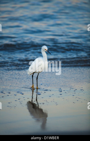 Snowy Reiher, Egretta unaufger, Fütterung auf Sand Krebse Sandbank am Eingang des Hafens, Santa Barbara, Kalifornien Stockfoto