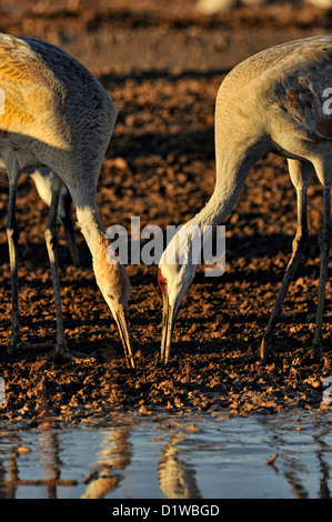 Sandhill Crane (Grus canadensis) Fütterung in den beengten Verhältnissen in schlammigen Feld Struktur, Bosque Del Apache National Wildlife Refuge, New Mexico, USA Stockfoto