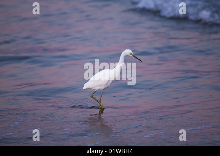 Snowy Reiher, Egretta unaufger Zucht Gefieder ernähren sich von Krabben Sand, Sandbank am Eingang des Hafens, Santa Barbara, Kalifornien Stockfoto