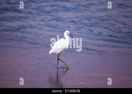 Snowy Reiher, Egretta unaufger Zucht Gefieder ernähren sich von Krabben Sand, Sandbank am Eingang des Hafens, Santa Barbara, Kalifornien Stockfoto