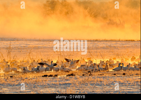 Snow Goose (Chen Caerulescens) Herde Rastplätze in der Morgendämmerung, Bosque Del Apache National Wildlife Refuge, New Mexico, USA Stockfoto