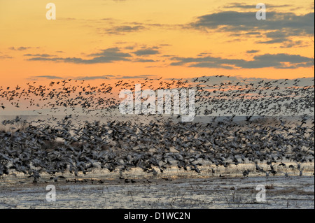 Schnee Gänse (Chen Caerulescens) Fliegen, Futterstellen, Bosque Del Apache National Wildlife Refuge, New Mexico, USA Stockfoto