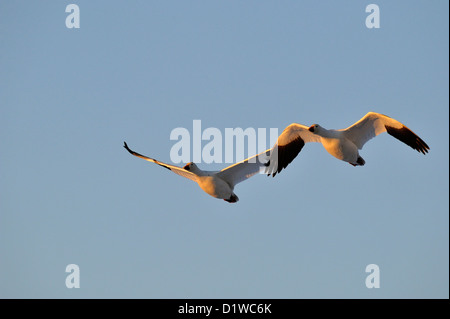 Snow Goose (Chen Caerulescens) fliegen, um über Nacht Rastplätze Teiche, Bosque Del Apache National Wildlife Refuge, New Mexico, USA Stockfoto