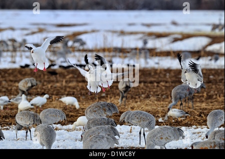 Snow Goose (Chen Caerulescens) Landung in Getreidefeldern, Bosque Del Apache National Wildlife Refuge, New Mexico, USA Stockfoto