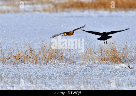 Northern Harrier (Circus cyaneus) Fütterung auf Gans Karkasse mit Raven Belästigung, Bosque Del Apache National Wildlife Refuge, New Mexico, USA Stockfoto