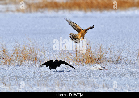 Northern Harrier (Circus cyaneus) Fütterung auf Gans Karkasse mit Raven Belästigung, Bosque Del Apache National Wildlife Refuge, New Mexico, USA Stockfoto