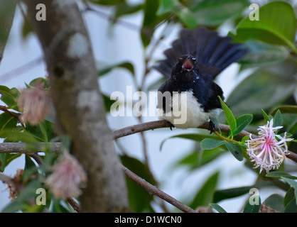 Willy Wagtail, schwarze und weiße Pfauentaube, Victoria, South Australia Stockfoto