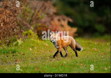 Rotfuchs (Vulpes Vulpes) Erkundung ländlichen Rasen im Herbst, Wanup, Ontario, Kanada Stockfoto