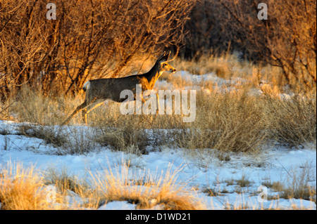 Maultierhirsch (Odocoileus Hemionus), Bosque del Apache NWR, New Mexico, USA Stockfoto