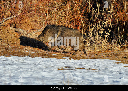 Halsband Peccary (Pecari Tajacu), Bosque del Apache NWR, New Mexico, USA Stockfoto