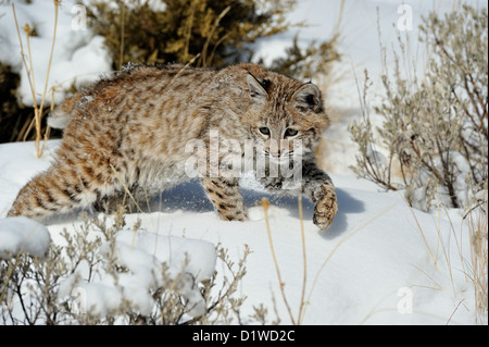 Rotluchs (Lynx rufus) Kitten, ersten Winter, Captive angehoben Muster, Bozeman, Montana, USA Stockfoto