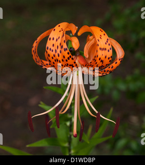 Spektakuläre leuchtend orangefarbene Blume mit schwarzen Flecken - Tiger-Lilie - Lilium Tigrinum - vor einem dunklen Hintergrund Stockfoto