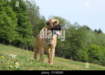 Hund Boerboel / Boerbull / South African Mastiff Erwachsenen stehen Stockfoto