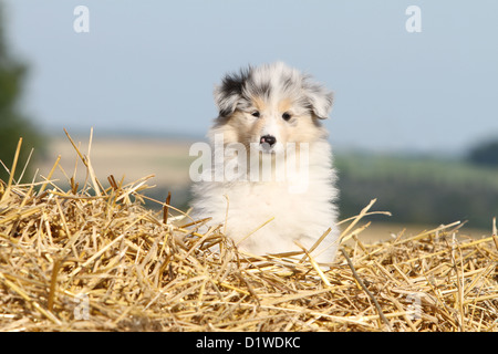 Rough Collie Hund / schottischer Collie Welpen (blue Merle) sitzen im Stroh Stockfoto