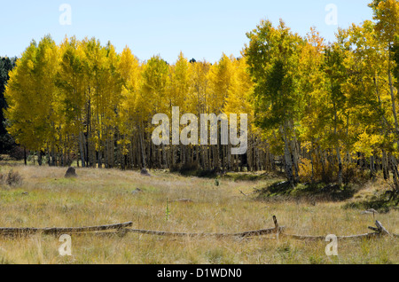 Espen drehen ein helles Gelb im Herbst, in der Nähe von Flagstaff, Arizona, USA Stockfoto