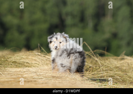 Rough Collie Hund / schottischer Collie Welpen (blue Merle) zurückblicken. Stockfoto