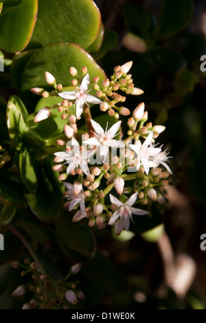 Winzig kleine weiße Blüten auf einem jade-Anlage. Stockfoto