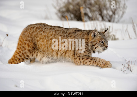 Rotluchs (Lynx rufus), Captive angehoben Muster, Bozeman, Montana, USA Stockfoto